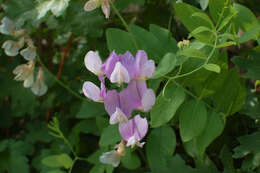 Image of fewflower pea