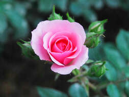 Image of Rosa