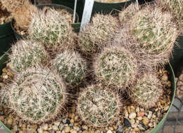 Image of Bunched Cory Cactus