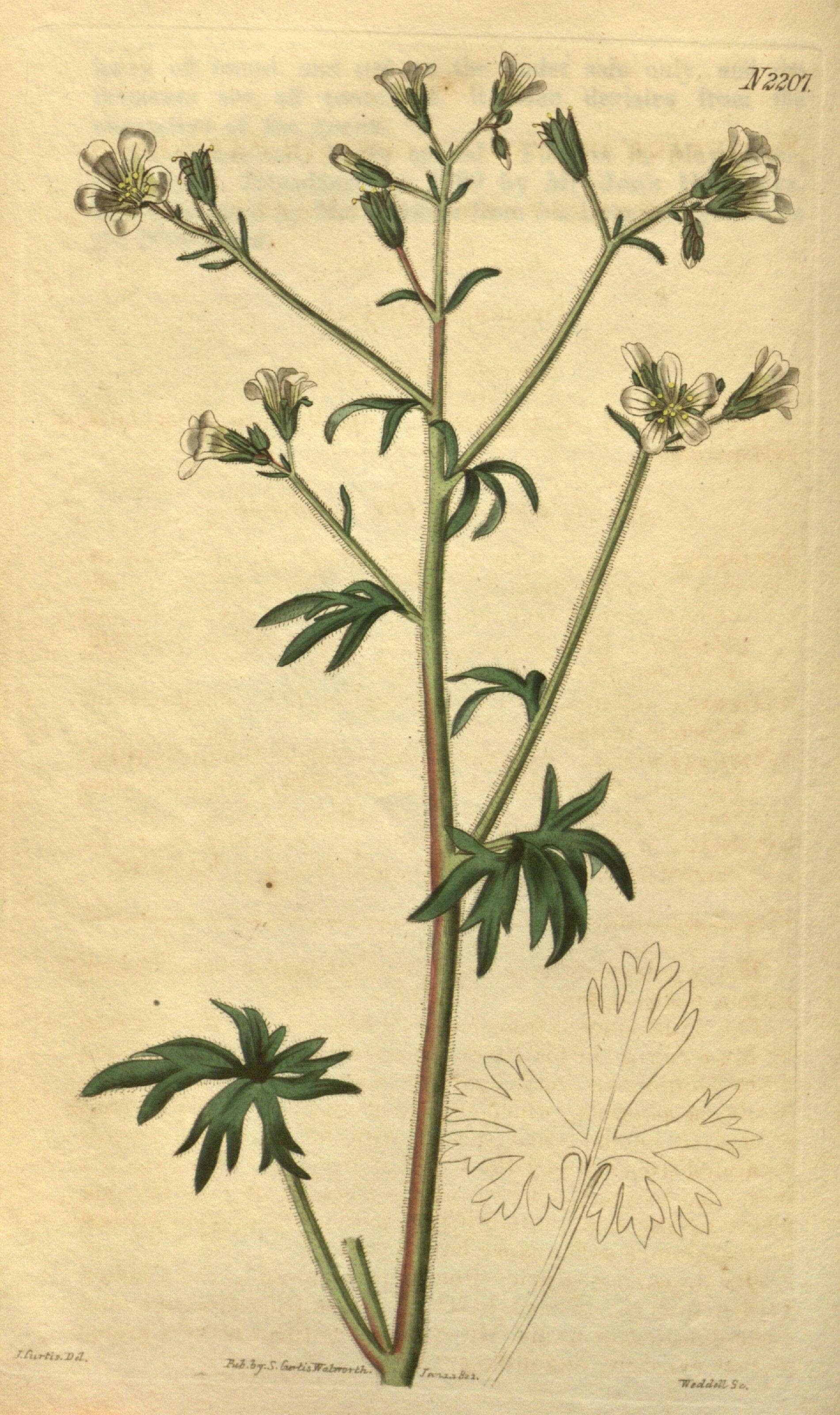 Image of Saxifraga irrigua Bieb.