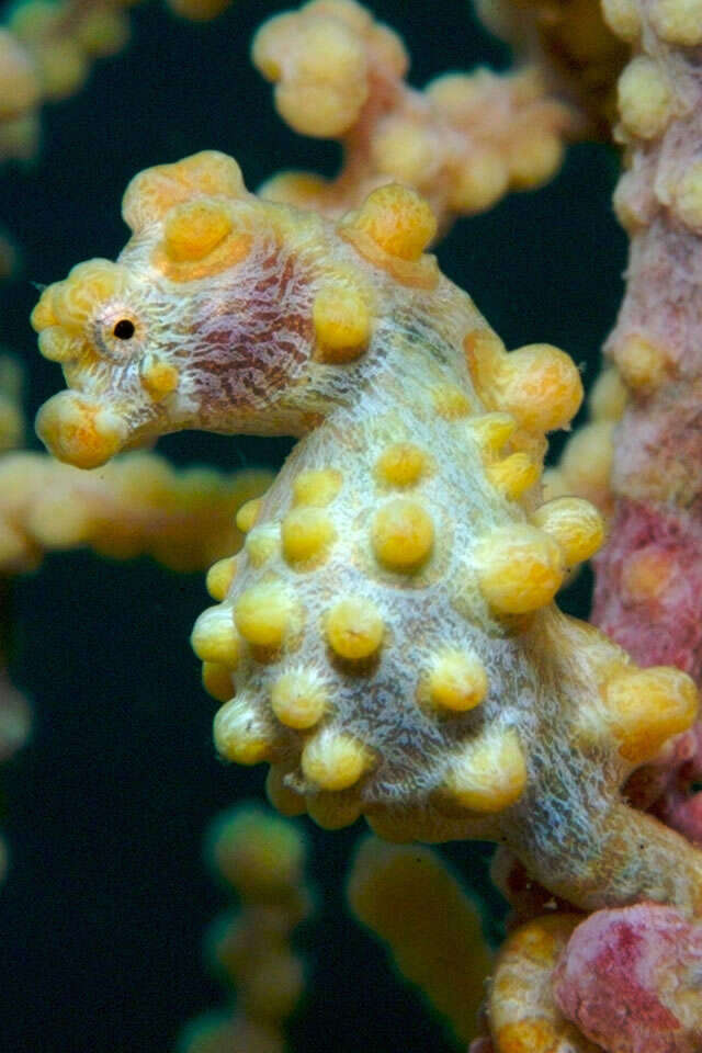 Image of Bargibant's Seahorse