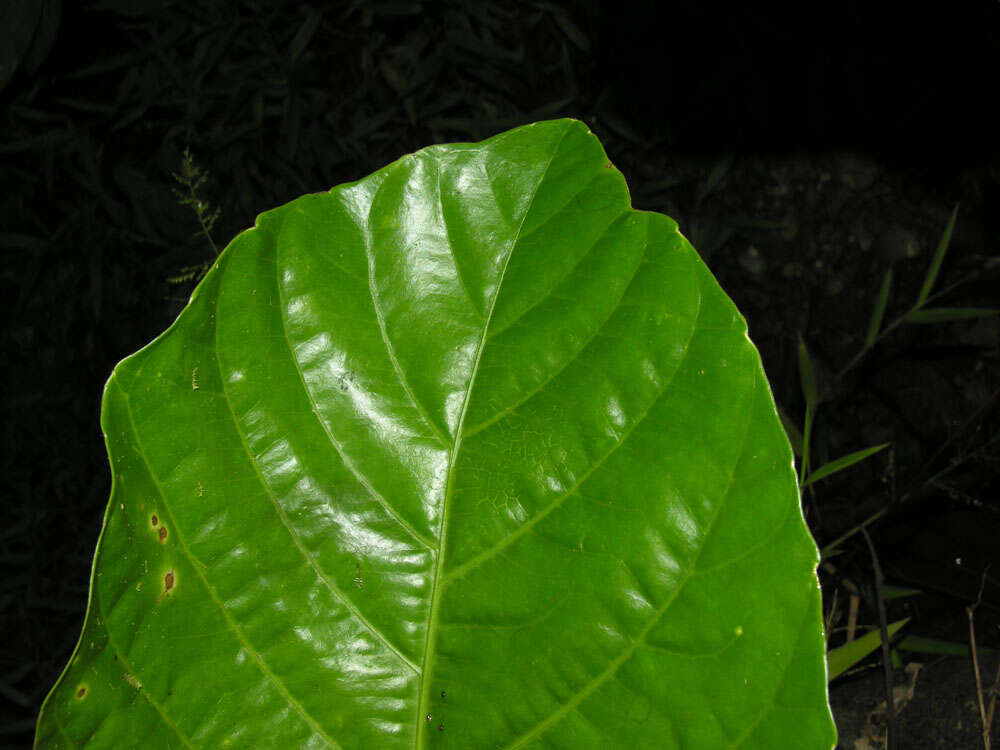 Image of Dendropanax sessiliflorus (Standl. & A. C. Sm.) A. C. Sm.