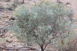 Imagem de Acacia victoriae Benth.