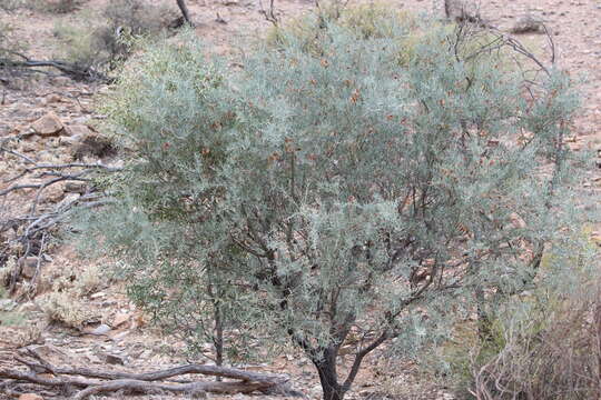 Acacia victoriae subsp. victoriae resmi