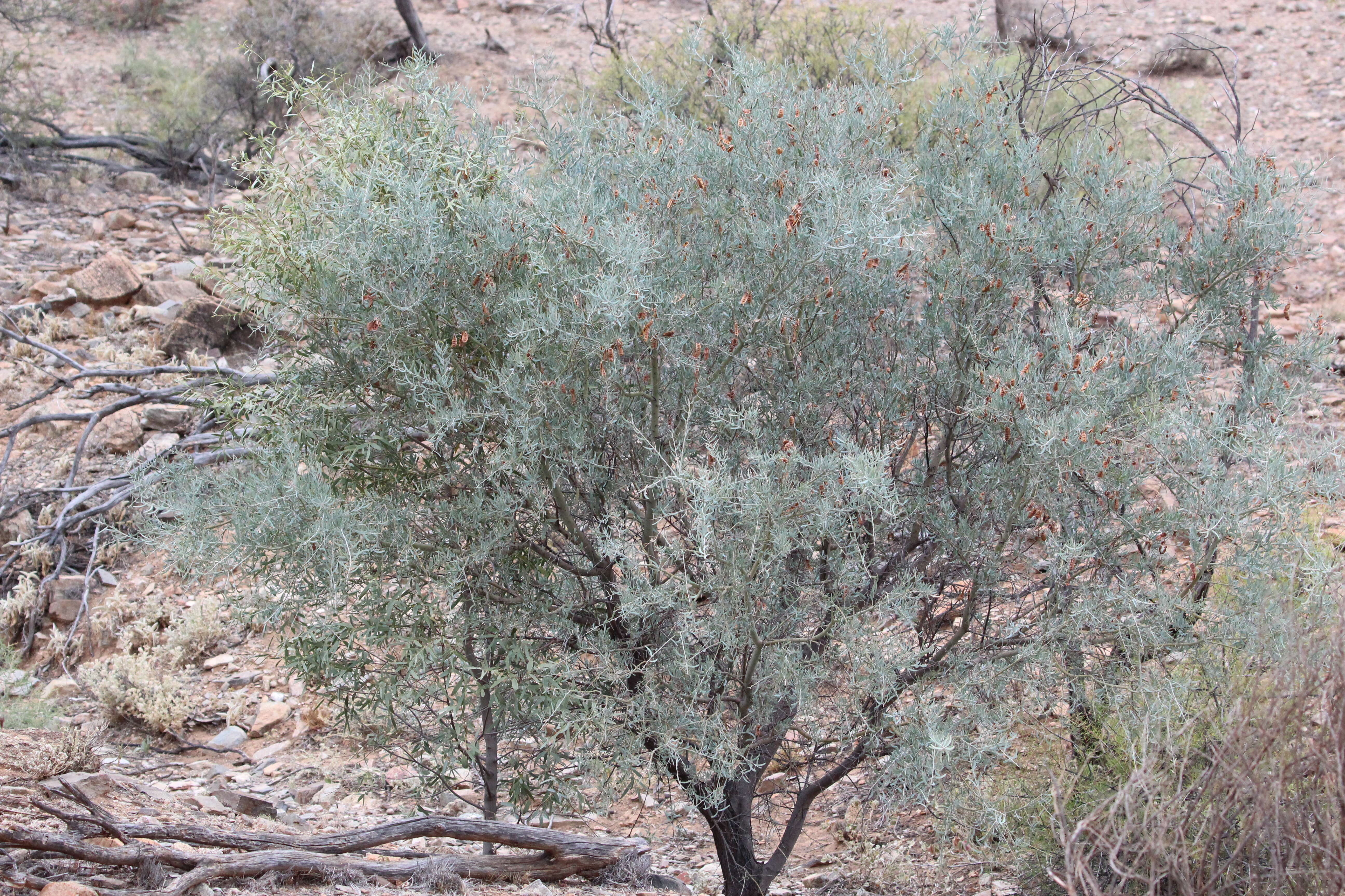 Image of bramble acacia