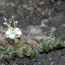 Image of Wilsonia rotundifolia Hook.