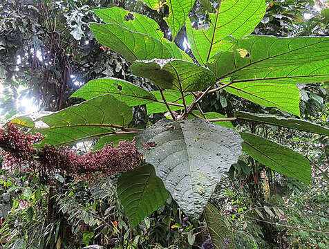 Слика од Urera baccifera (L.) Gaud.