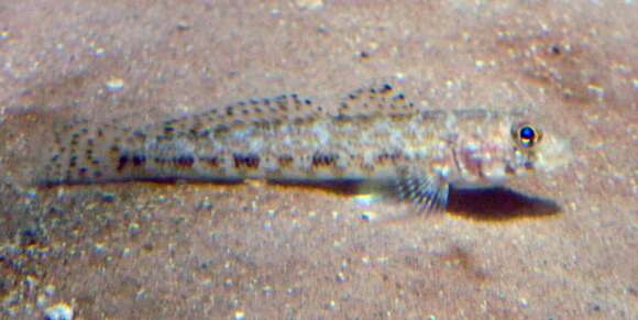 Image of Bucchich's Goby