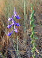 Image of Delphinium gracile DC.