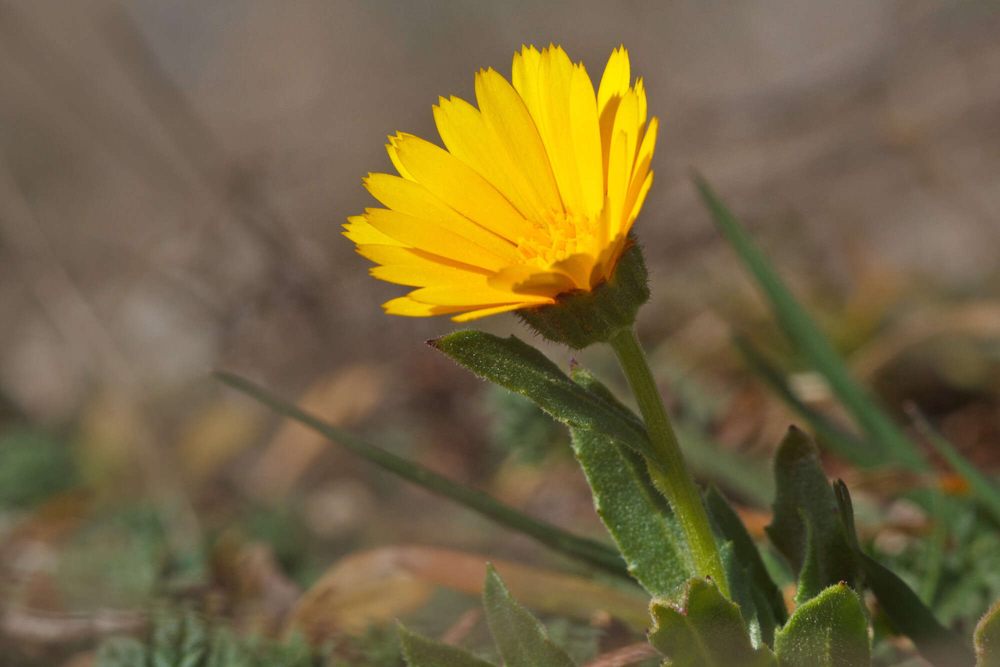 Image of marigold