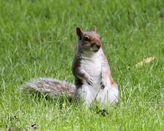 Imagem de Sciurus subgen. Sciurus Linnaeus 1758