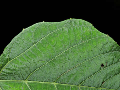 Image of Cissus biformifolia Standl.