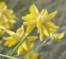 Image of Genista umbellata (L'Her.) Poir.