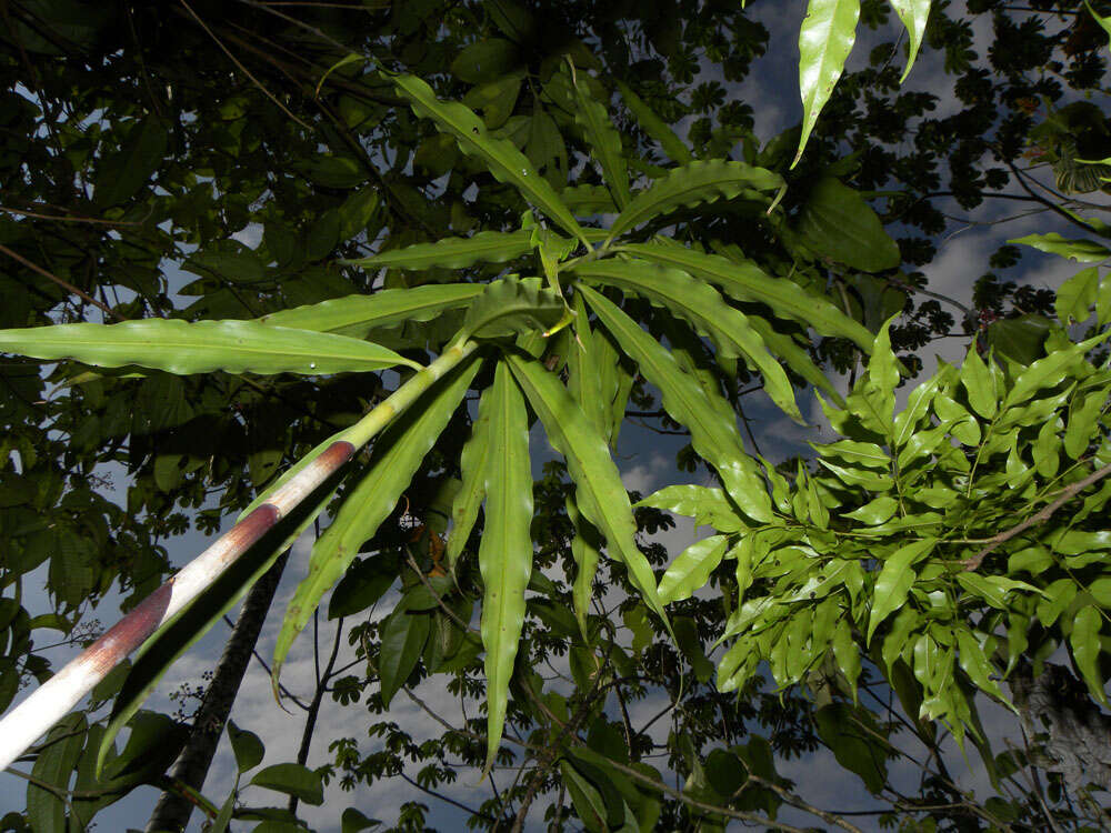 Image of Costus stenophyllus Standl. & L. O. Williams