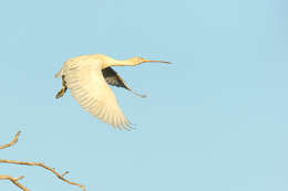 Image of Yellow-billed Spoonbill