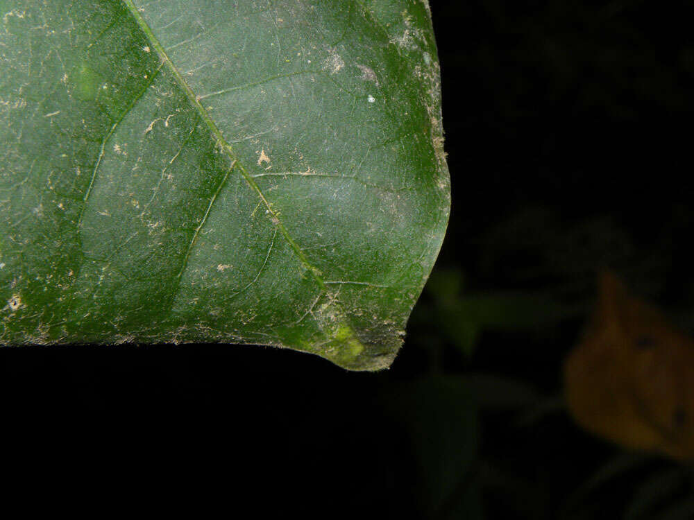 Image of Ocotea laetevirens Standley & Steyerm.