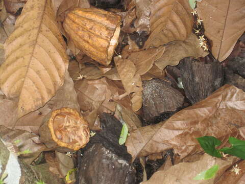 Image of cacao