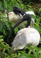 Image of Black-headed Ibis