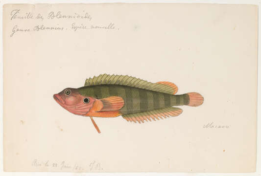 Image of blenny