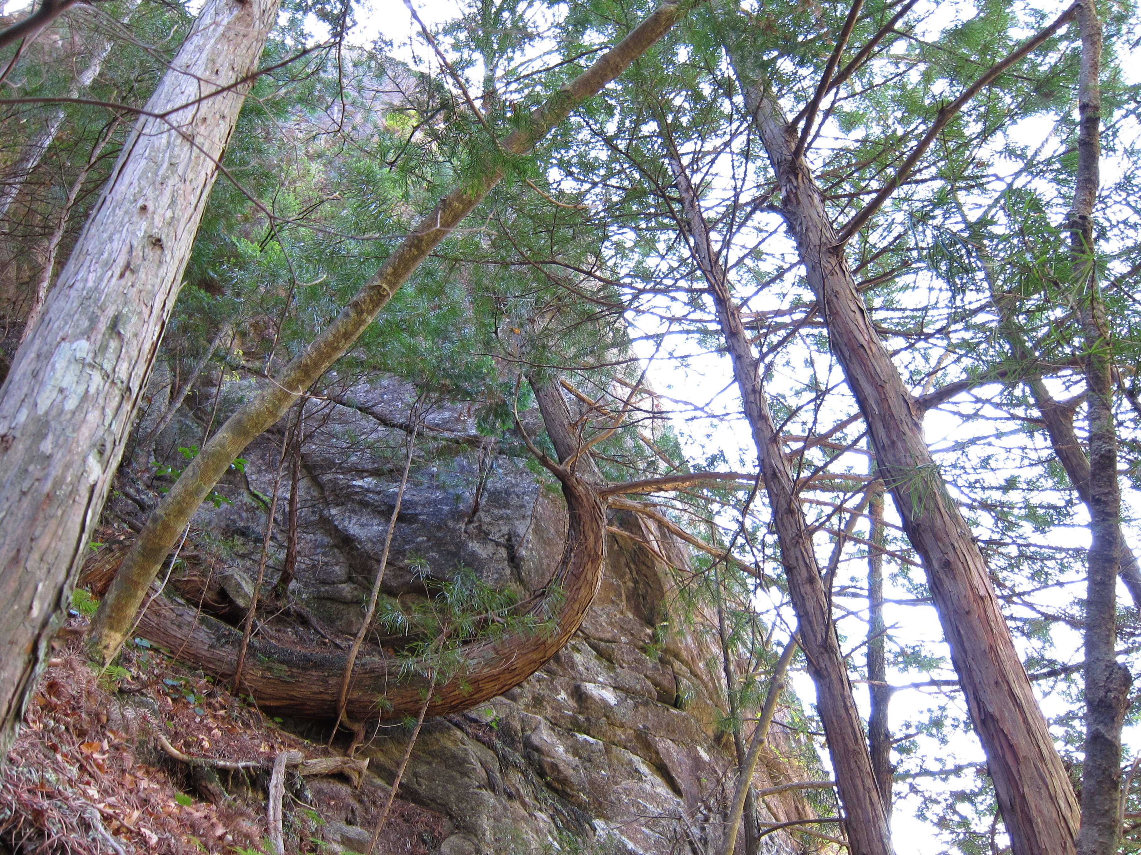 Image of umbrella-pine family