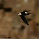 Image of White-throated Swift