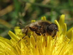 Image of Eristalis