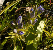 Image of downy gentian