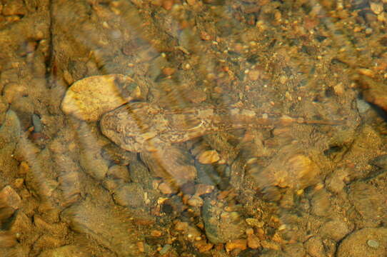 Image of Cottus rhenanus Freyhof, Kottelat & Nolte 2005