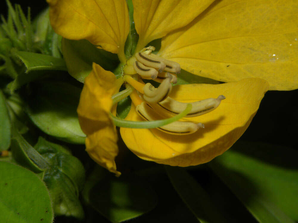 Image of Senna cobanensis (Britton & Rose) H. S. Irwin & Barneby