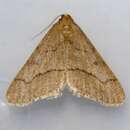 Image of Linden Looper Moth