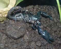Image of Asian forest scorpion