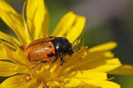 Image of Cryptocephalus rugicollis