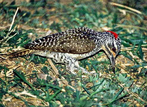 Image of Nubian Woodpecker