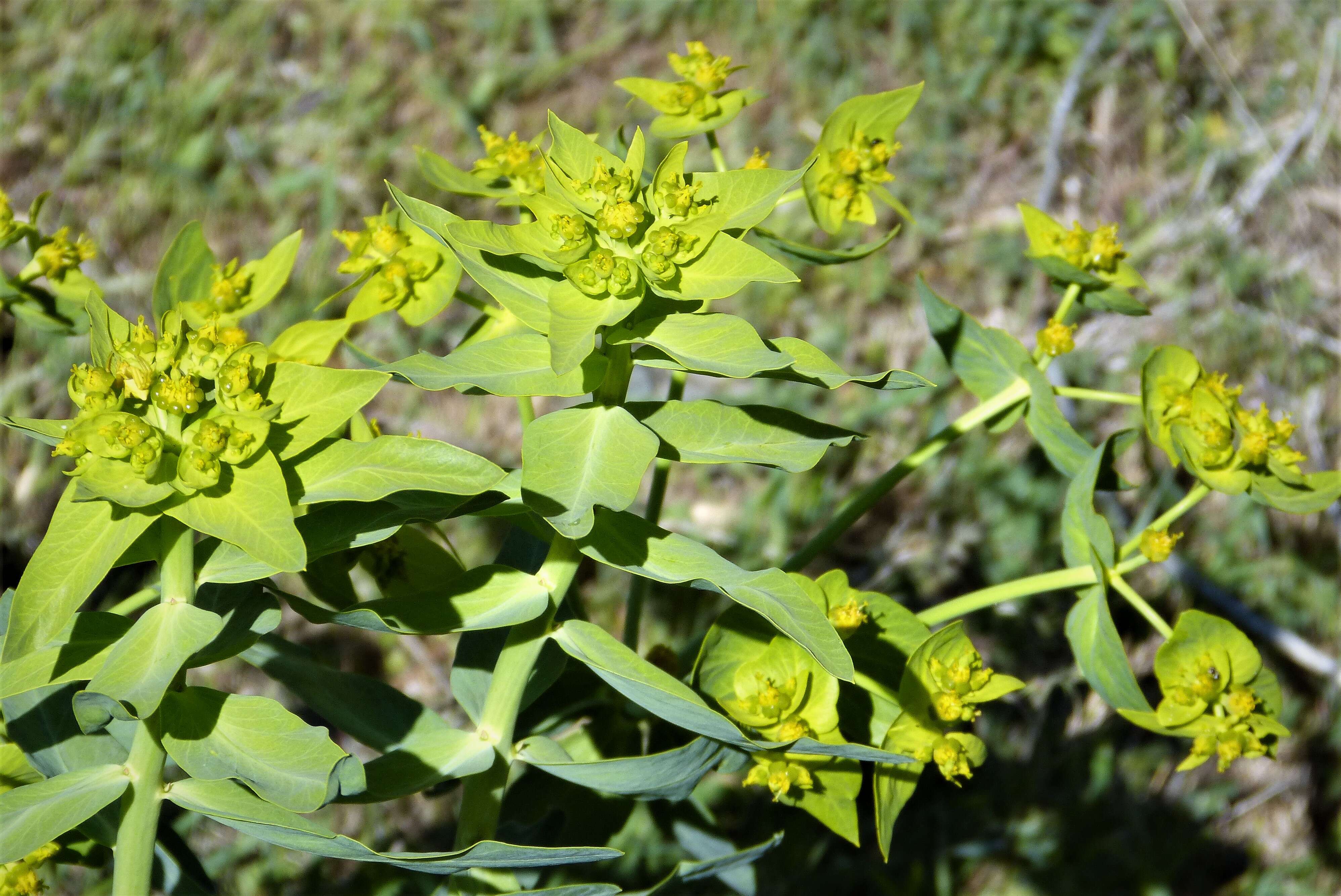 Sivun Euphorbia oblongata Griseb. kuva