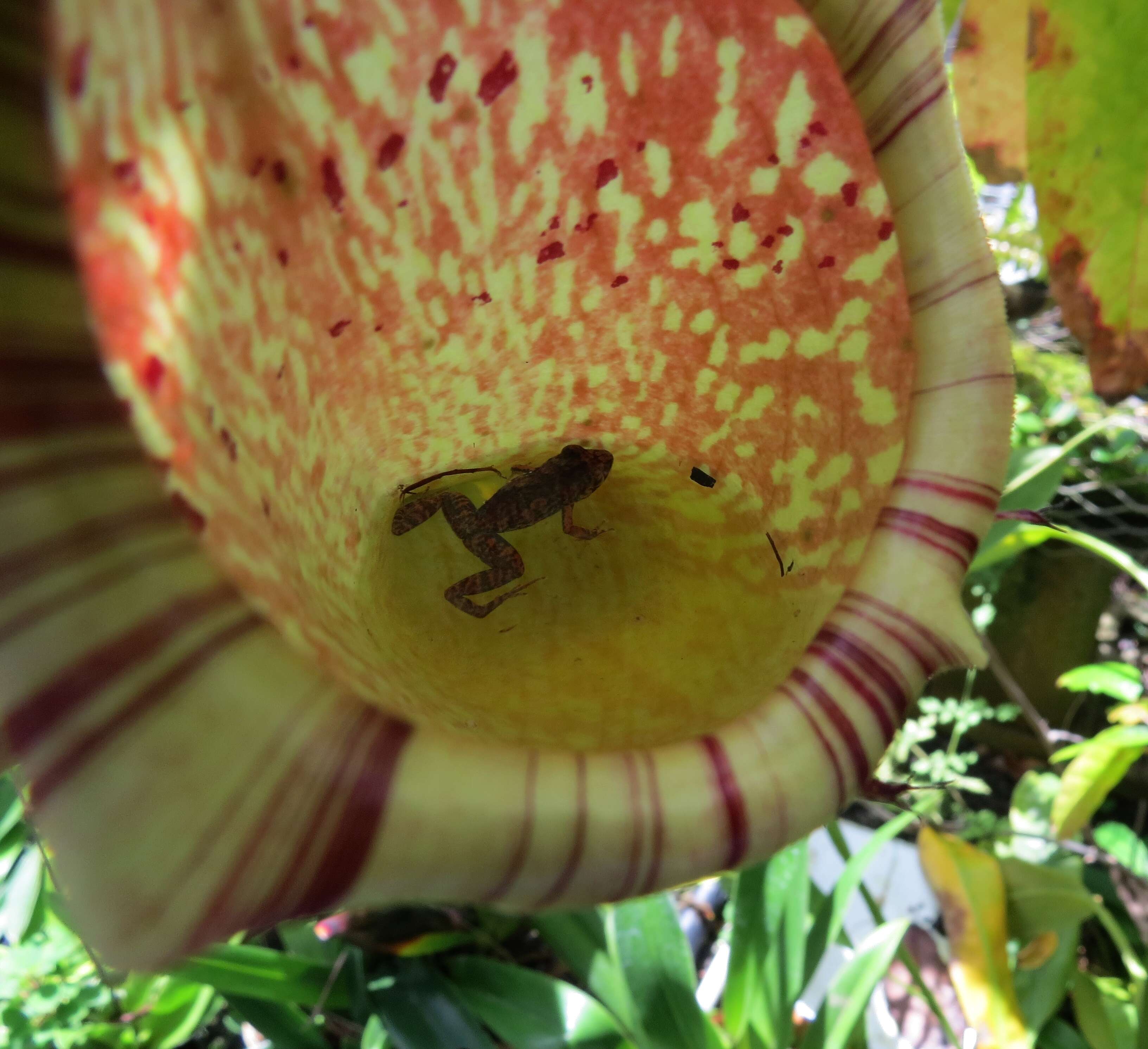 Image of Nepenthes maxima Reinw. ex Nees