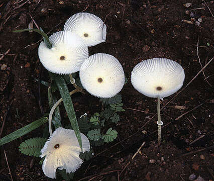 Image of Leucocoprinus