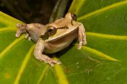 Image of Mexican Treefrogs