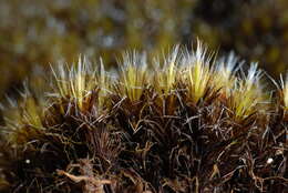 Image of campylopus moss