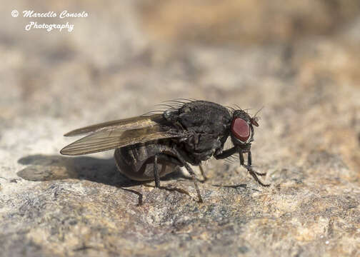 Image de Minettia longipennis (Fabricius 1794)