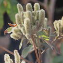 Image de Colebrookea oppositifolia Sm.