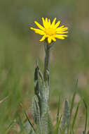 Image of Leopard's-bane Groundsel