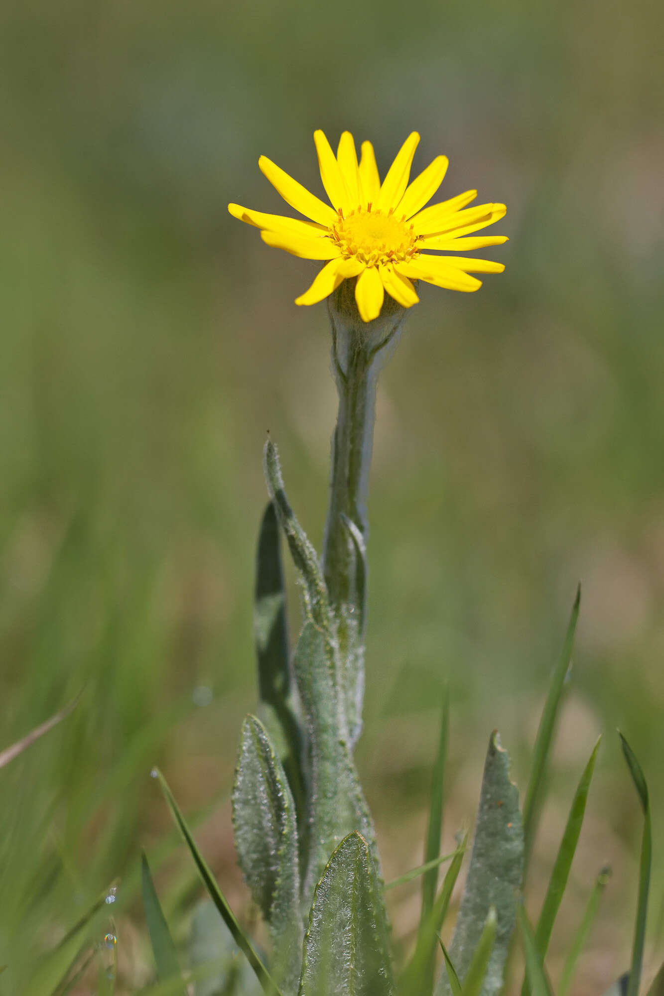 Image of Leopard's-bane Groundsel