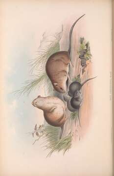 Image de Melomys Thomas 1922