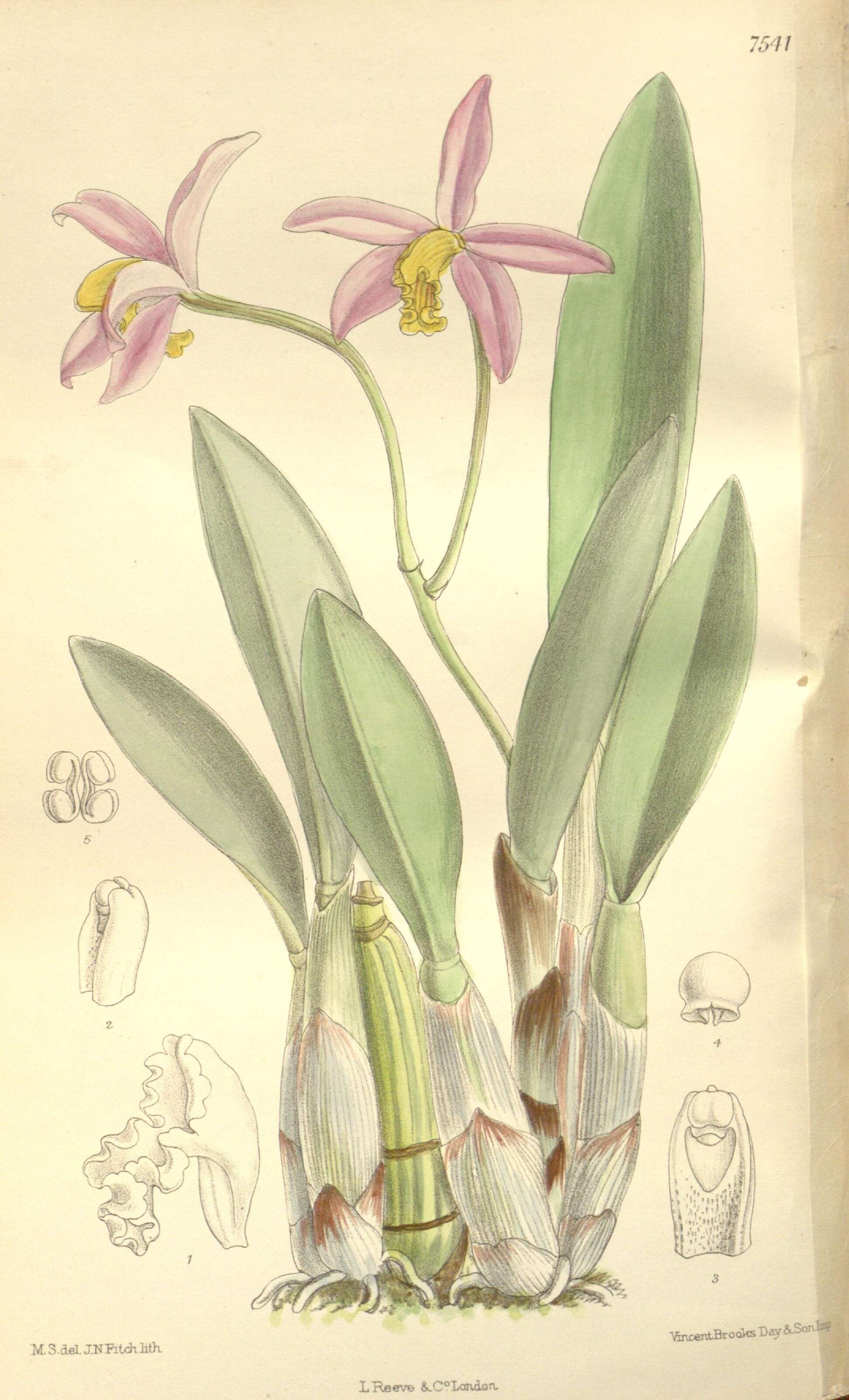 Image de Cattleya longipes (Rchb. fil.) Van den Berg