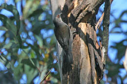 Image of Australo-Papuan treecreepers