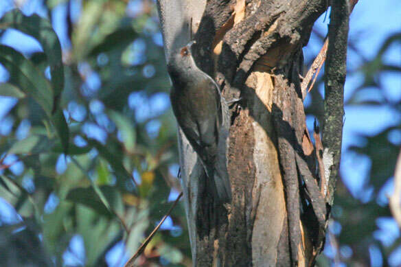 Image of Australo-Papuan treecreepers