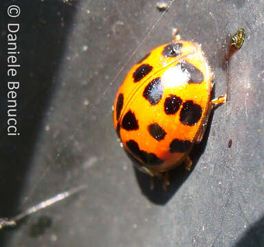 Image of Harmonia axyridis (Pallas 1773)