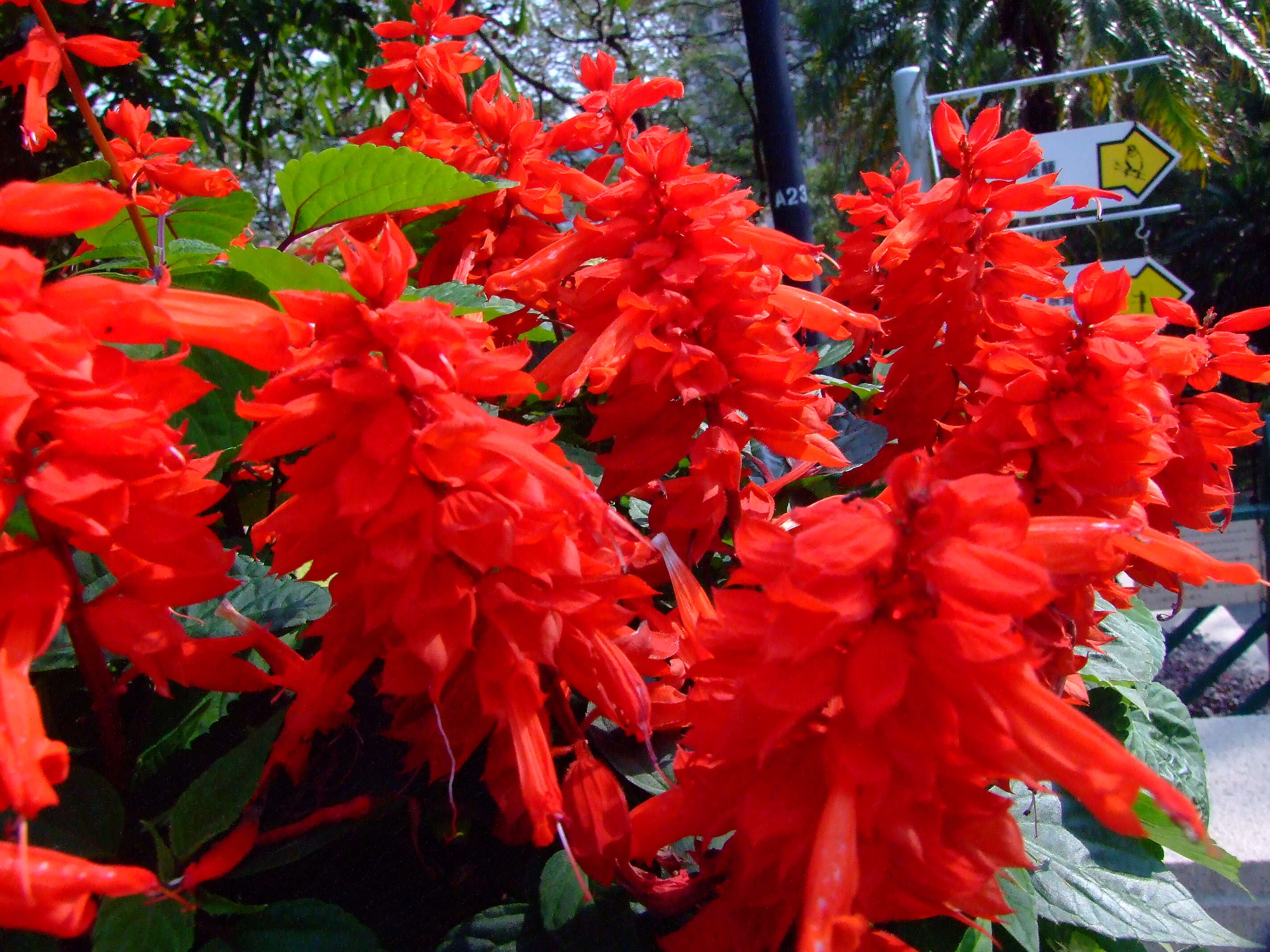 Imagem de Salvia splendens Sellow ex Nees