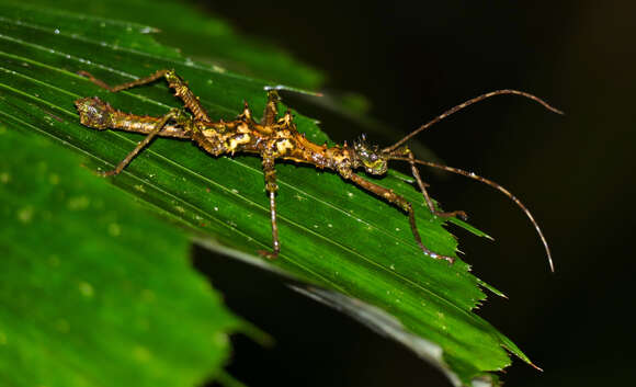 Image of Aretaon muscosus (Redtenbacher 1906)