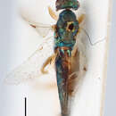 Sivun Dinotiscus colon (Linnaeus 1758) kuva